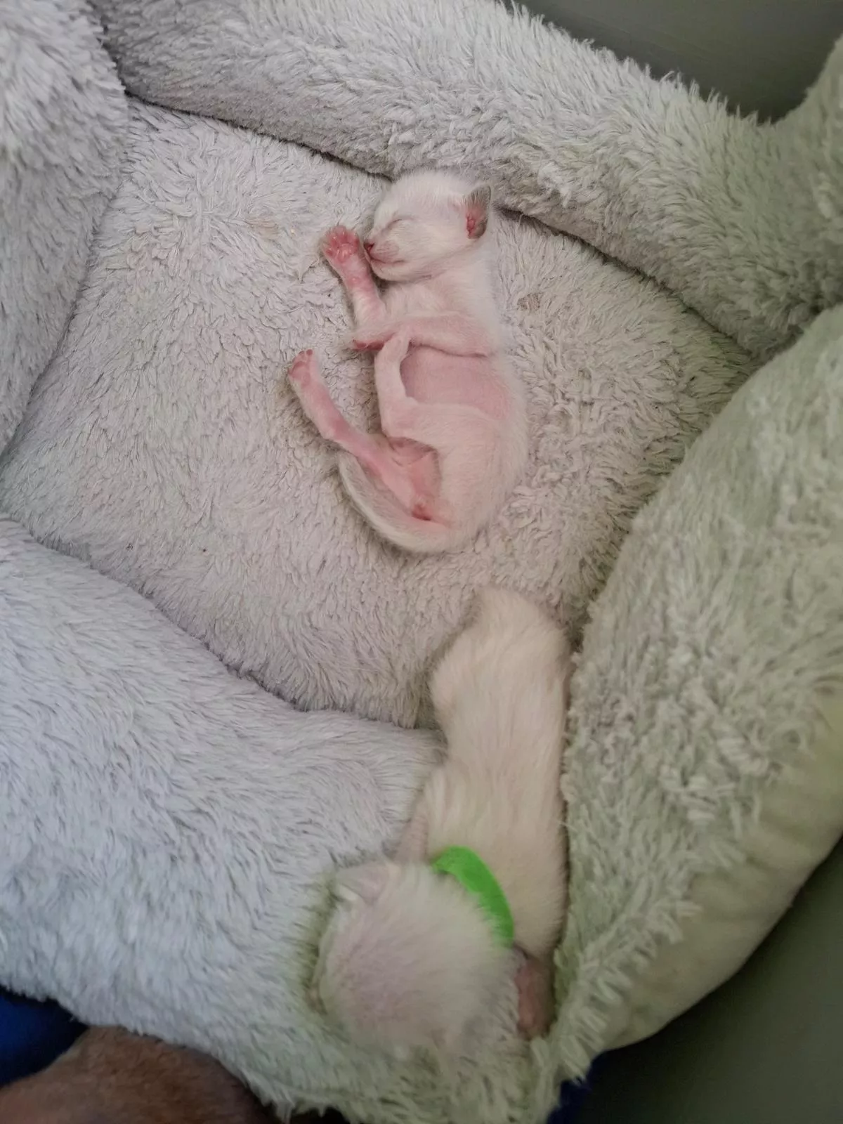 Cattery Ineke de Groot — foto 1