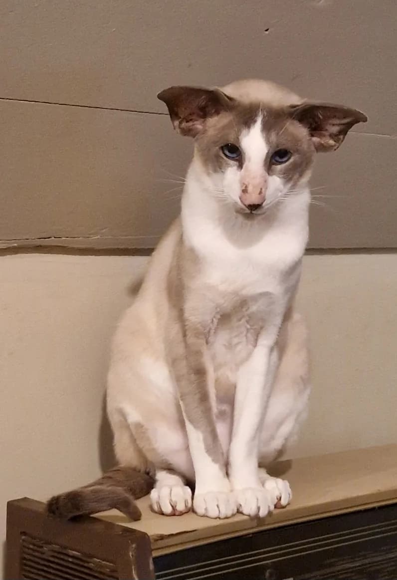 Ch.Taifun v. Jumpira