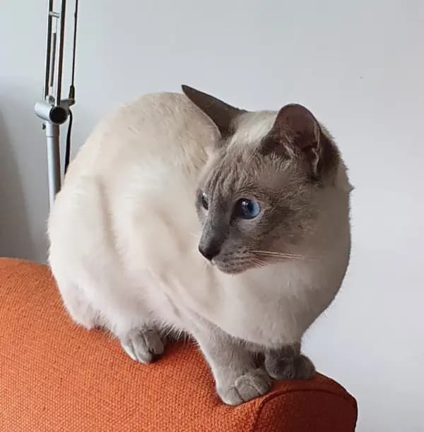 Spadino Ricardo Popocatepetl