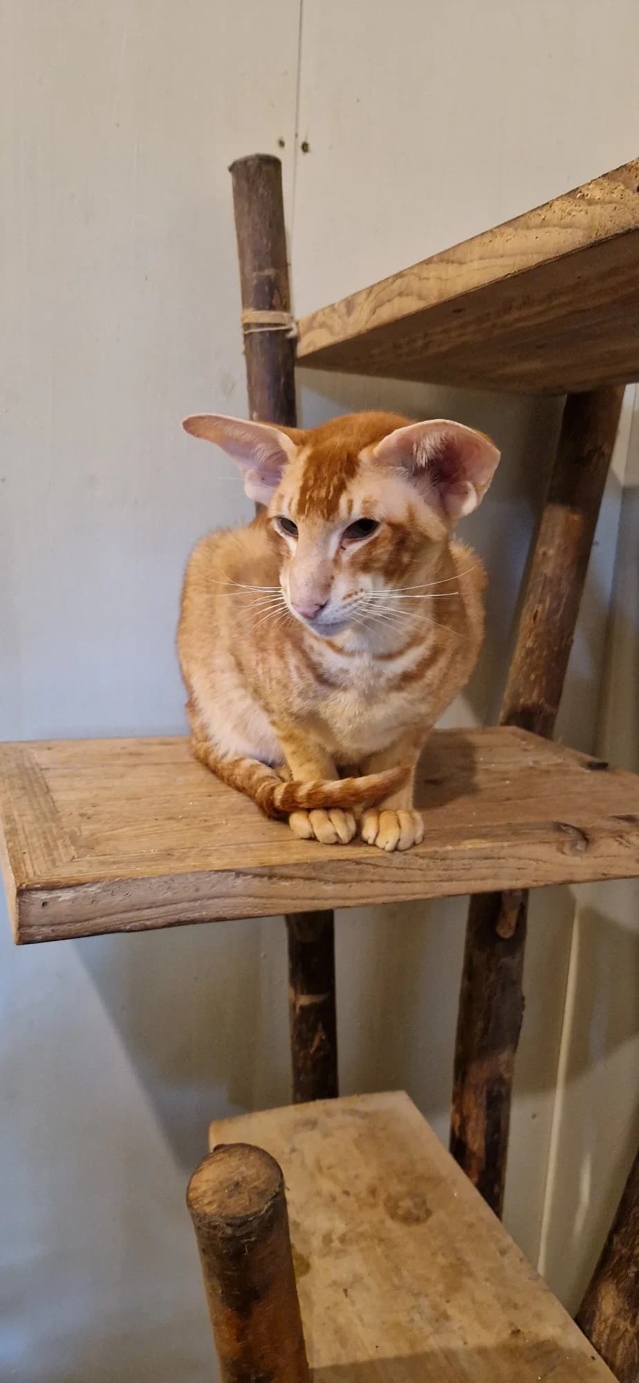 Tell- Basta’s Red Rooster