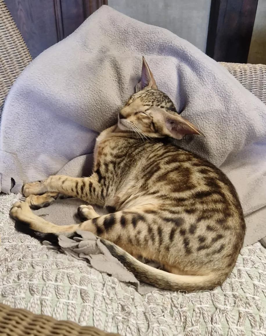 Mr. Mauro van Brukel