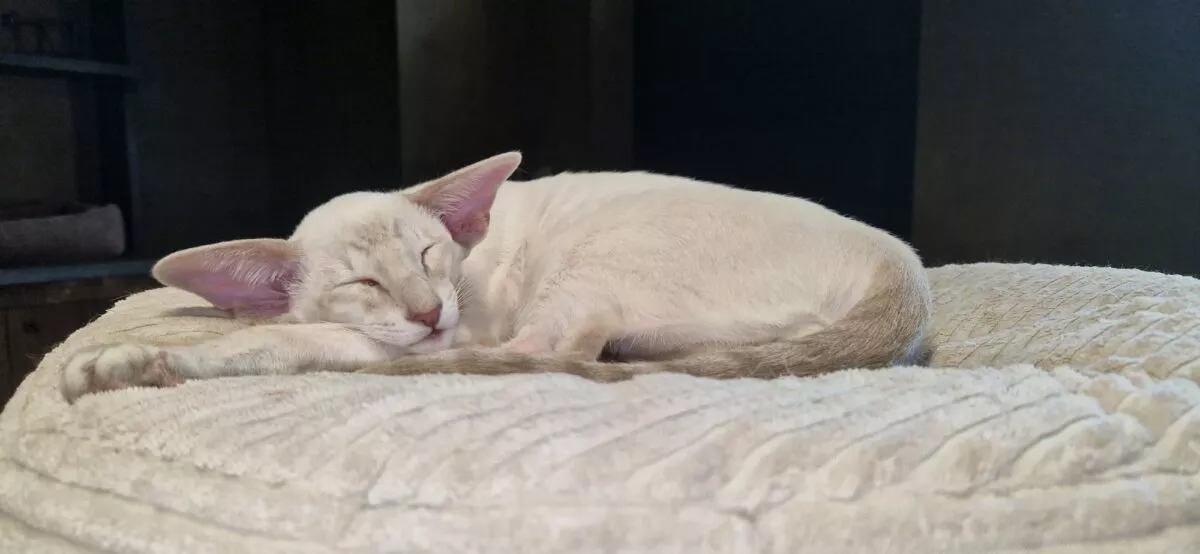 Maurice Gatti del Tempo Santo