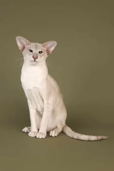 Ramses van Thai-Korat