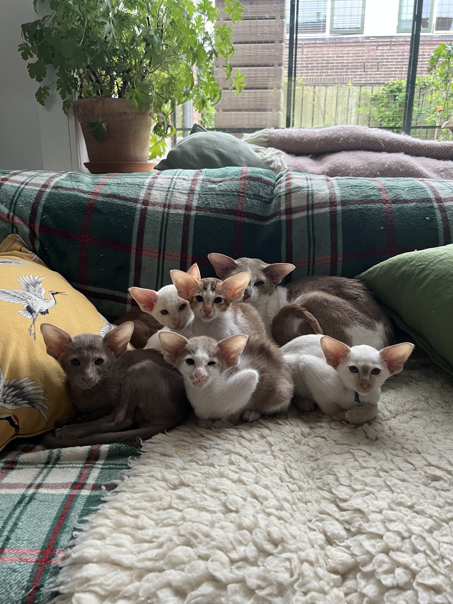 1 kater + 3 katers — foto 1