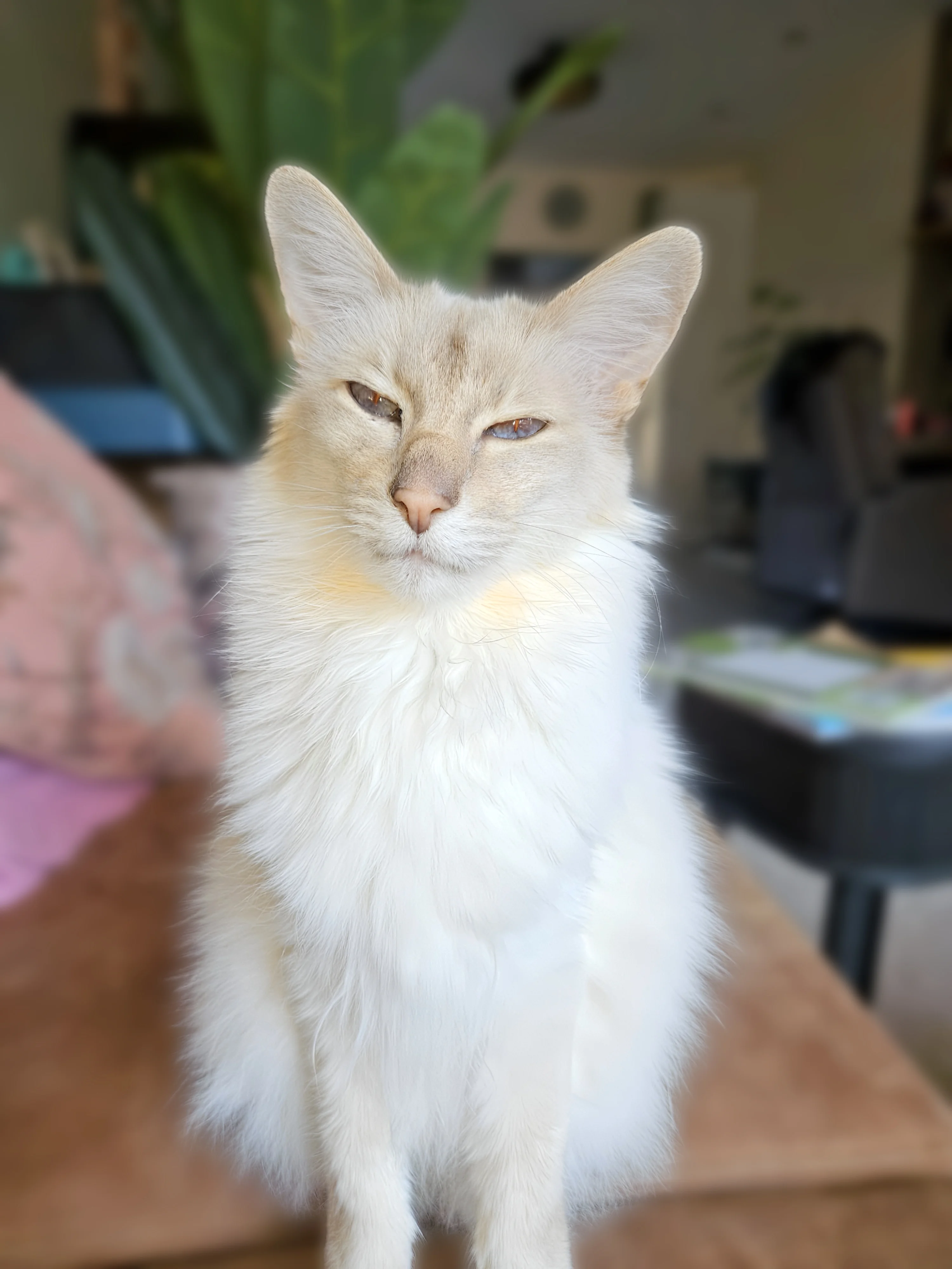 Balinees kat — langhaar Siamees