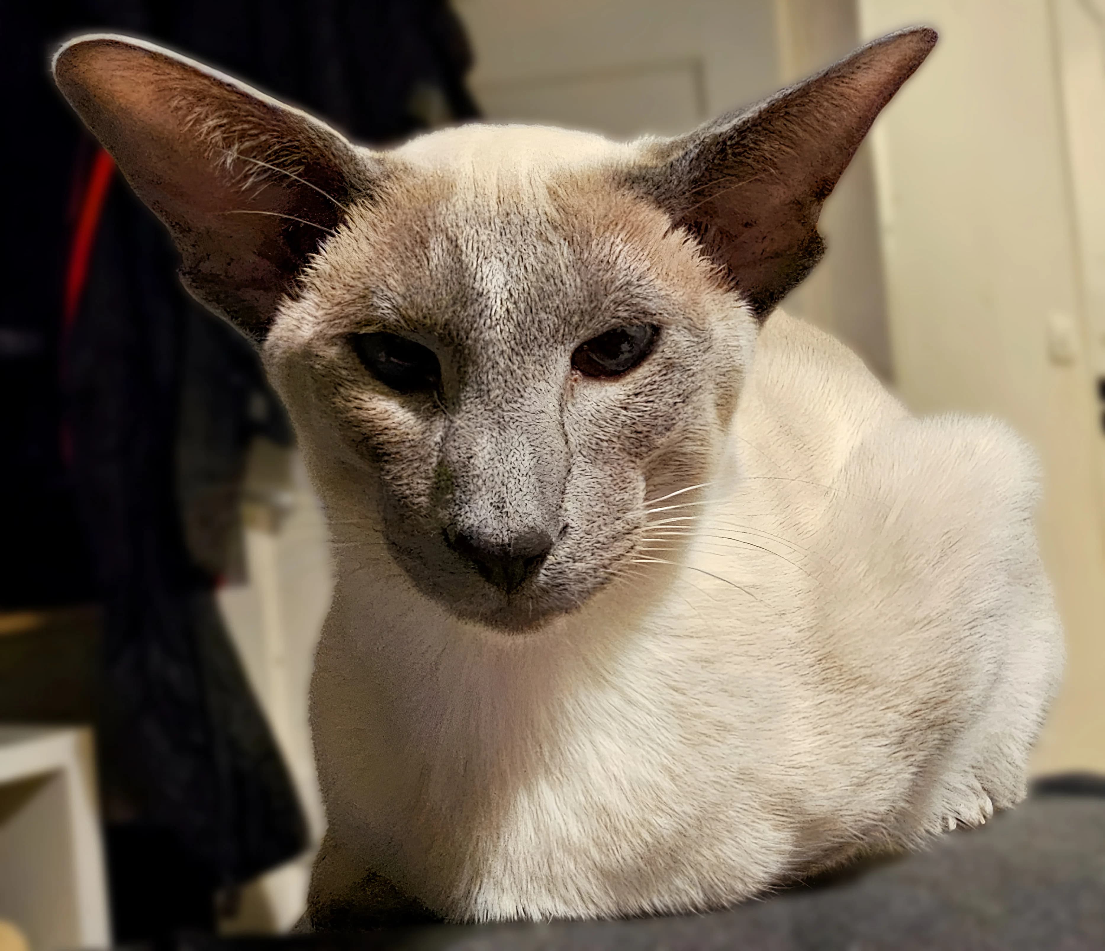 Siamese kat met blauwe ogen