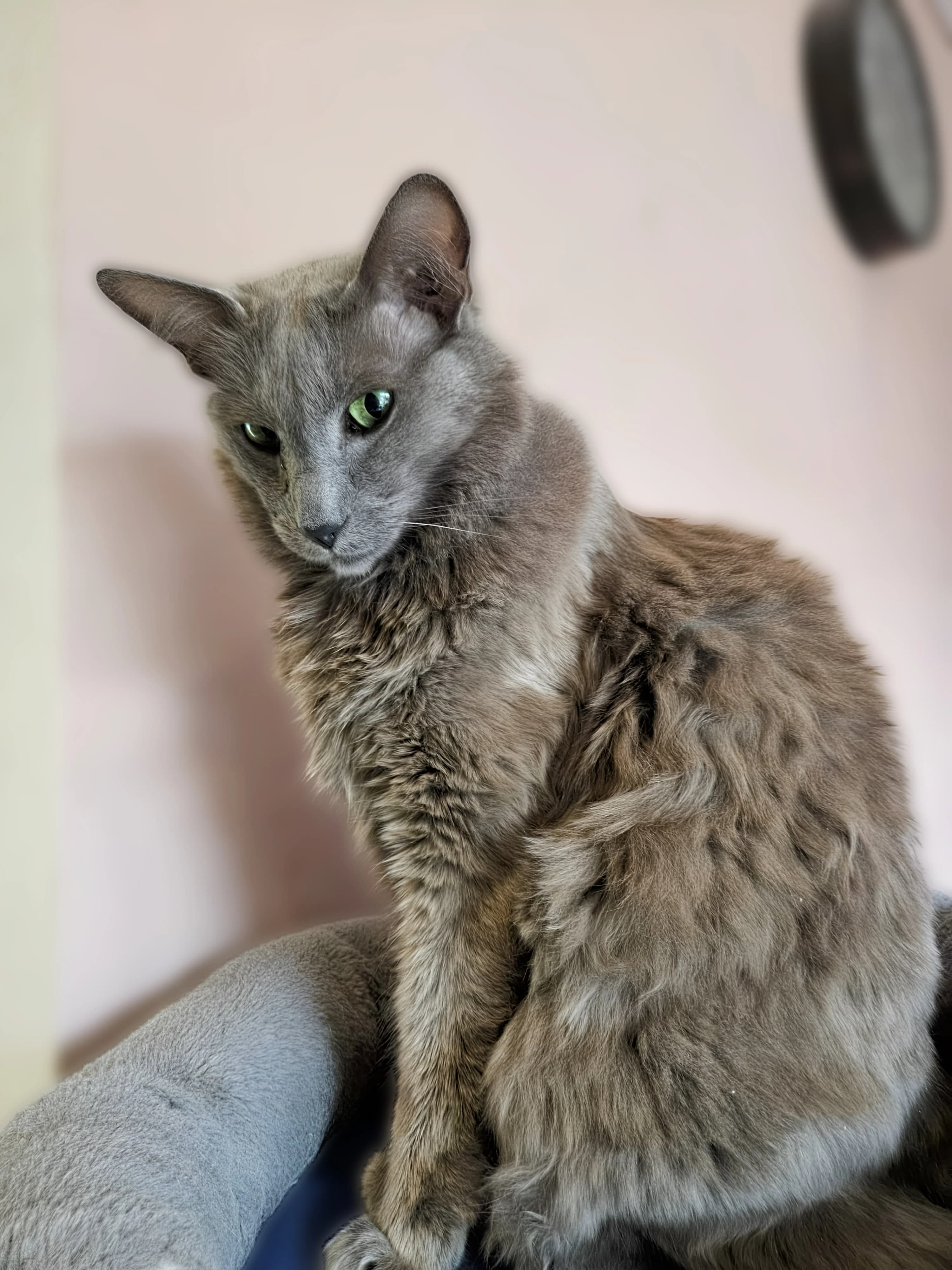 Mandarin kat — langhaar OKH