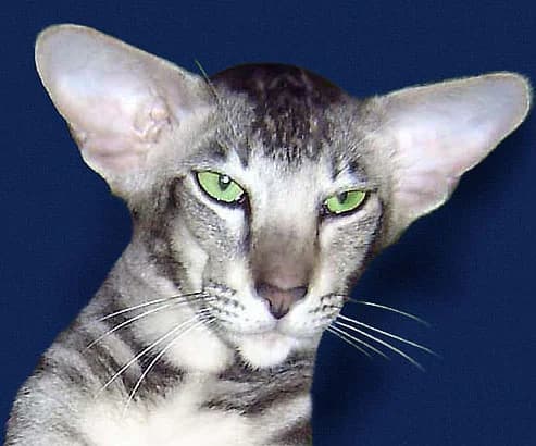 Oosters Korthaar kat