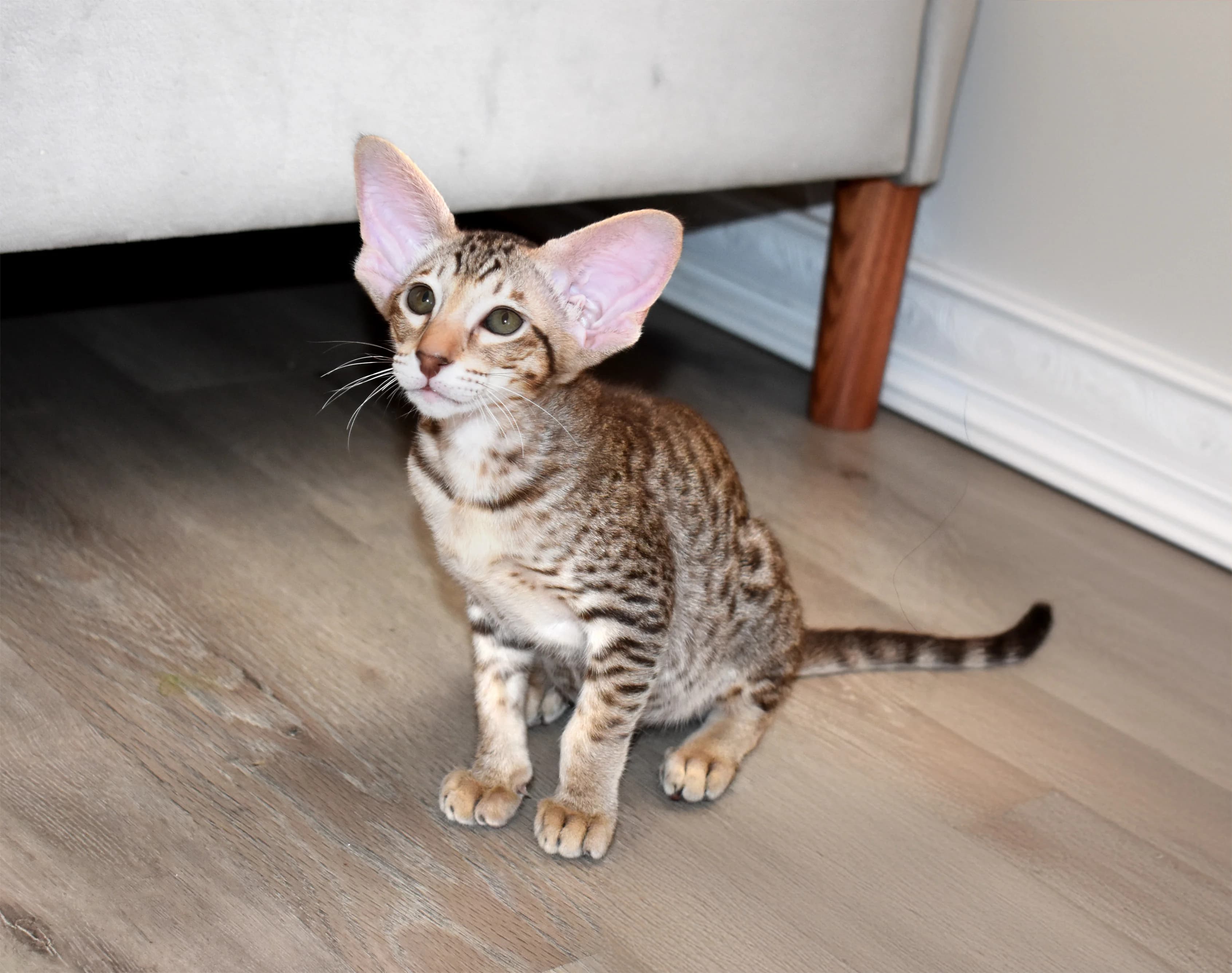 Oosters Korthaar kat