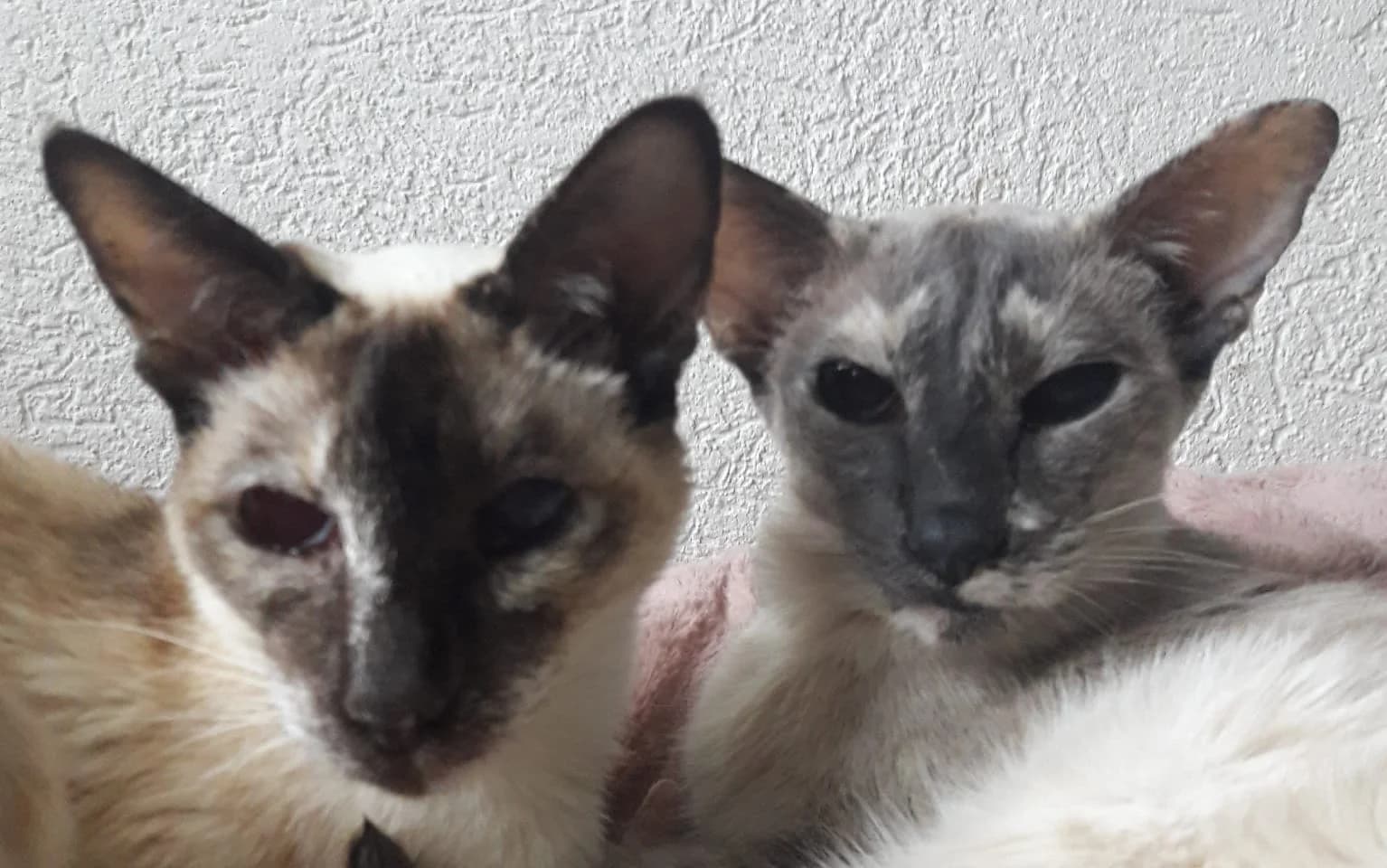 Siamese kitten — sociaal en expressief