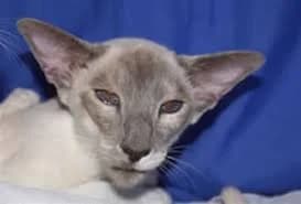 Siamese kitten — sociaal en expressief