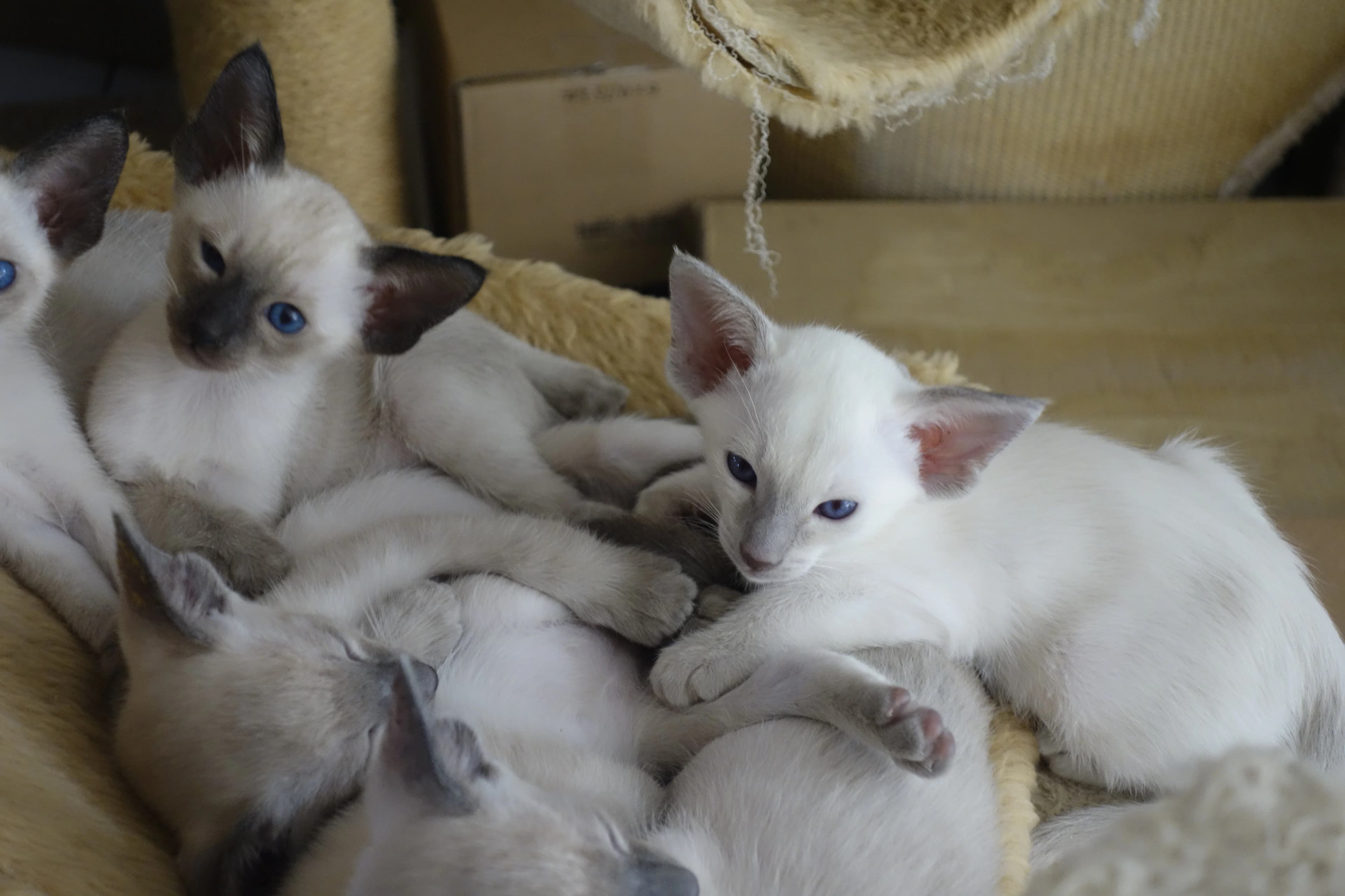 Siamese kat — herkenbaar aan de point-kleuring