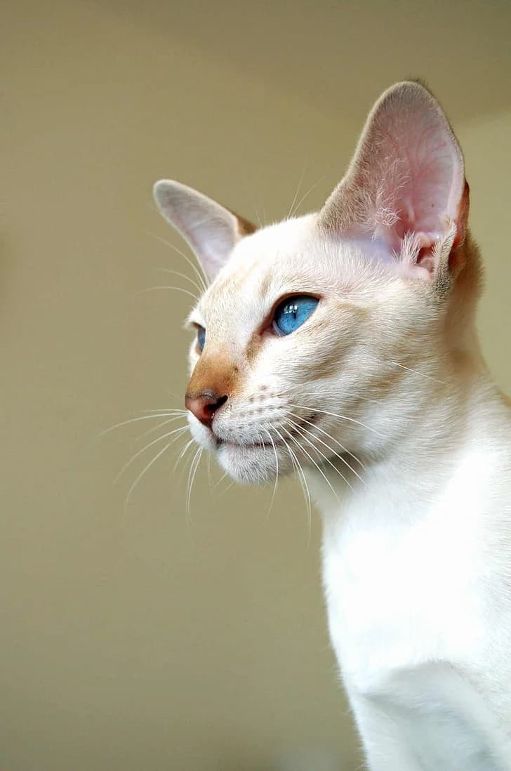 Siamese kat