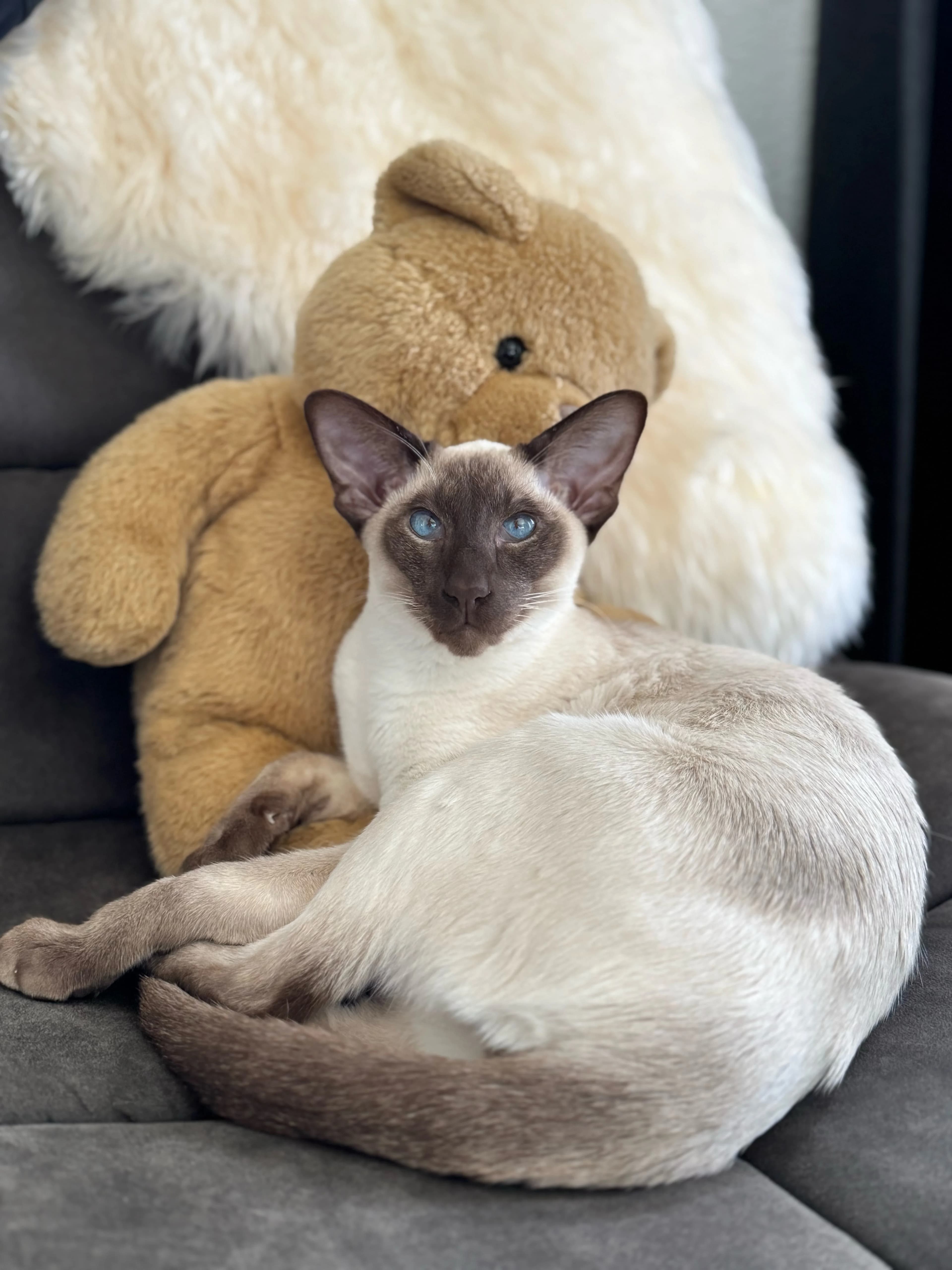 Siamese kat
