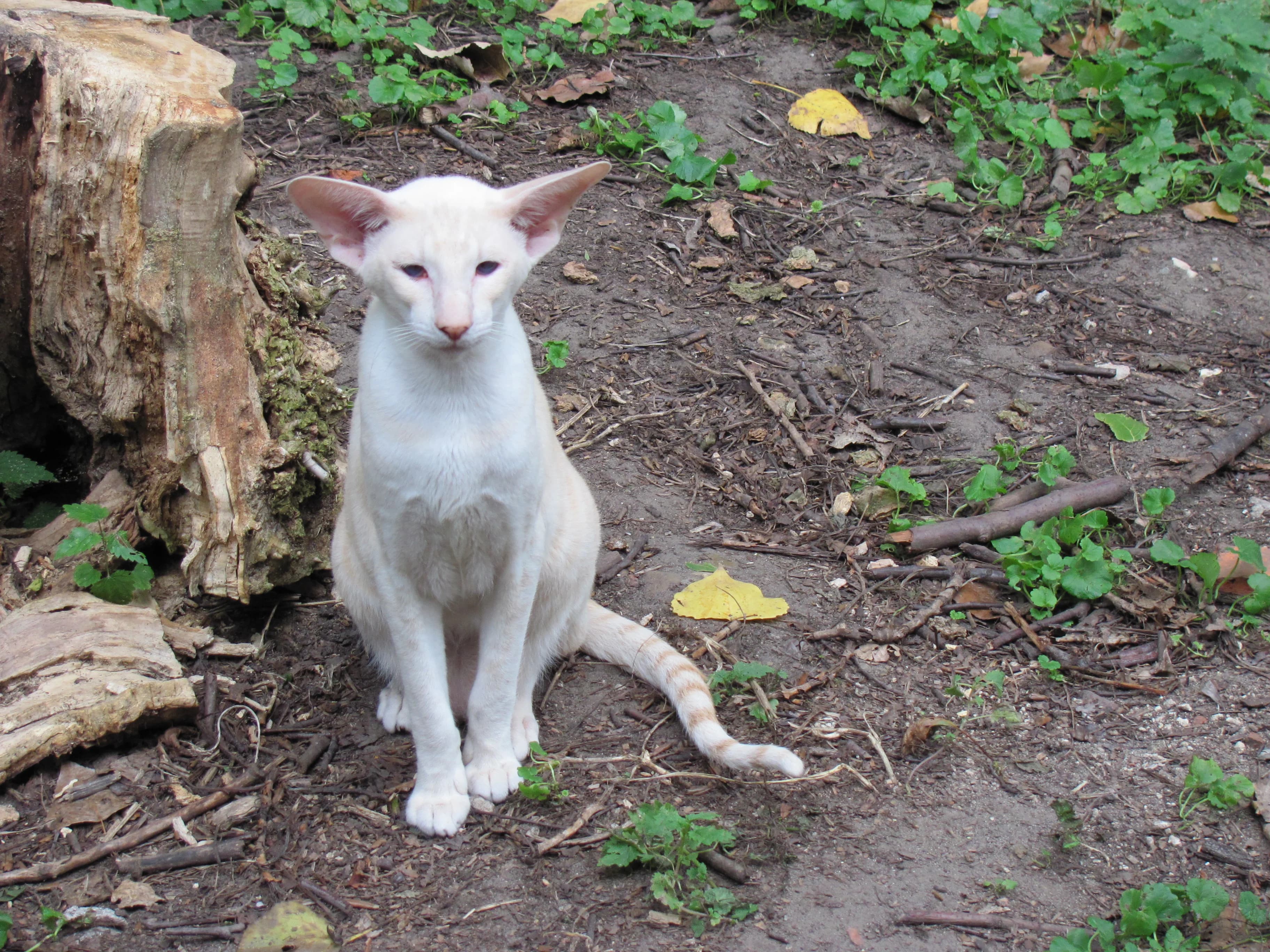Siamese kat