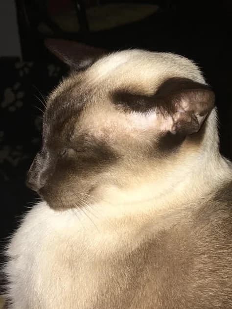 choc point Sam