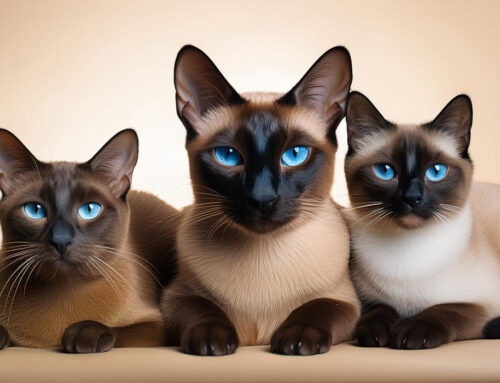Cattery Remaudike