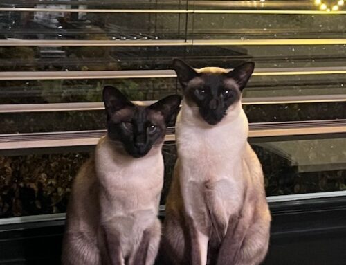 Izzy (Siamese Poes)