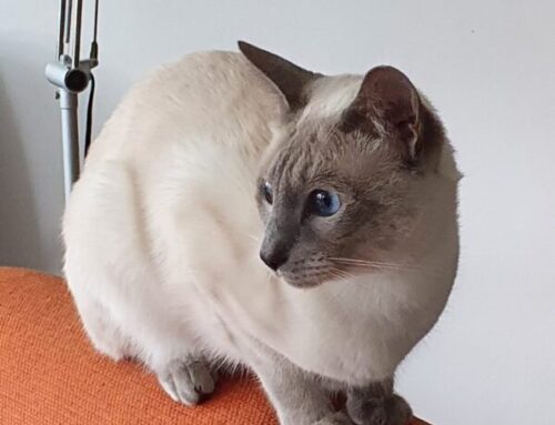 Dekkater Ch. Spadino Ricardo Popocatepetl