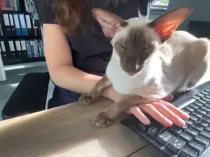 Herplaatser Juno