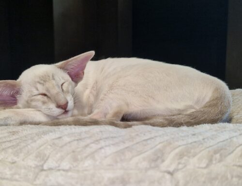 Maurice