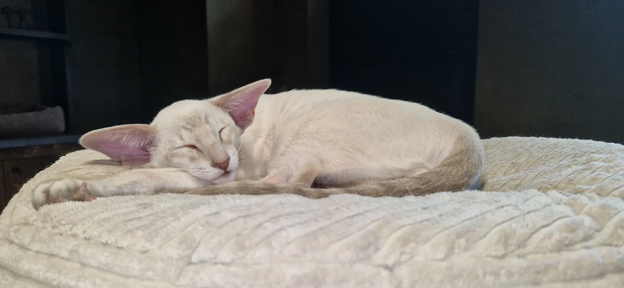 maurice