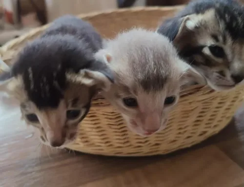 Cattery Ardeleana’s